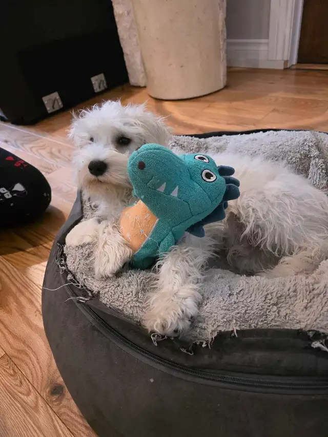 chiots schnauzer nains - Photo 3