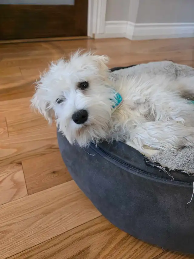 chiots schnauzer nains - Photo 4