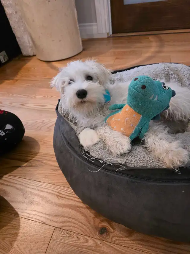 chiots schnauzer nains - Photo 5