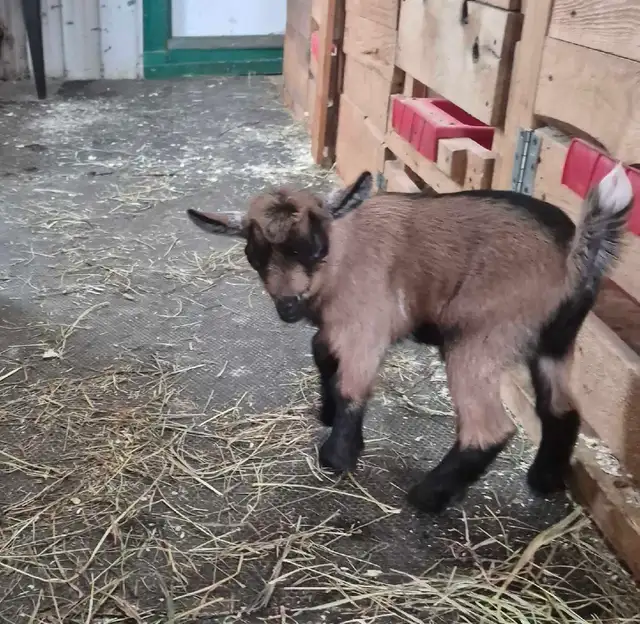 2 chèvres mâles pygmées à vendre