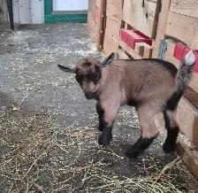 2 chèvres mâles pygmées à vendre