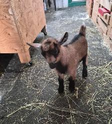 2 chèvres mâles pygmées à vendre - Photo 2