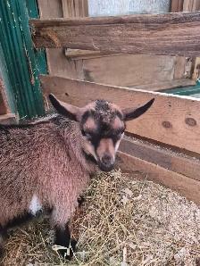 2 chèvres mâles pygmées à vendre - Photo 3