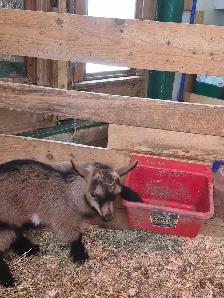 2 chèvres mâles pygmées à vendre - Photo 4