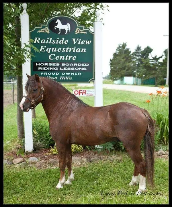 English Riding Lessons-Dutton, ON