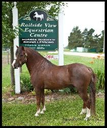 English Riding Lessons-Dutton, ON
