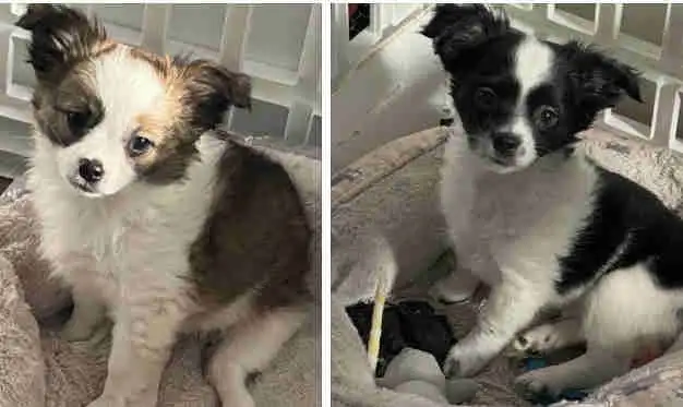 Votre meilleur Ami !! Chihuahua à poil long pure race