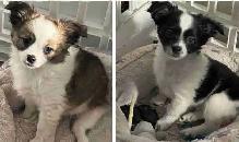 Votre meilleur Ami !! Chihuahua à poil long pure race