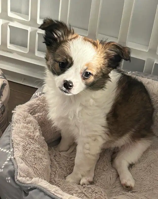 Votre meilleur Ami !! Chihuahua à poil long pure race - Photo 2