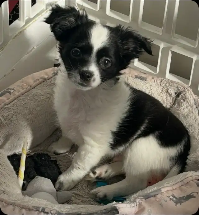 Votre meilleur Ami !! Chihuahua à poil long pure race - Photo 3