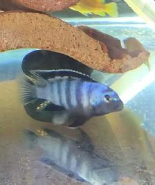 Saulosi african cichlid