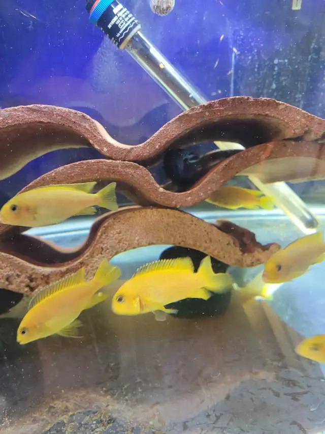 Saulosi african cichlid - Photo 2