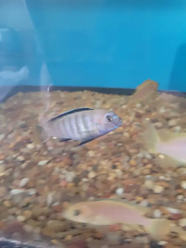 Saulosi african cichlid - Photo 3
