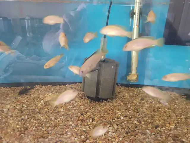 Saulosi african cichlid - Photo 4