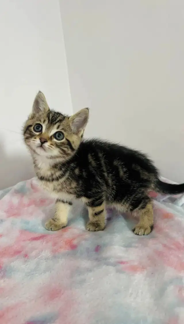 beautiful male Marble kitten - Photo 6