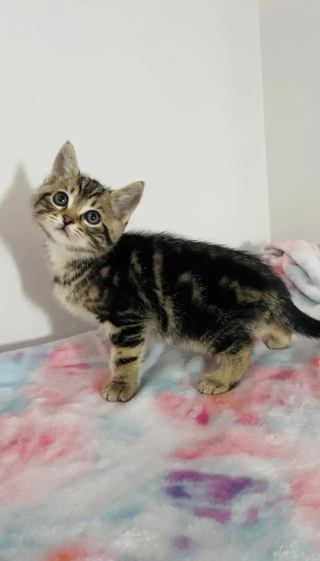 beautiful male Marble kitten - Photo 7