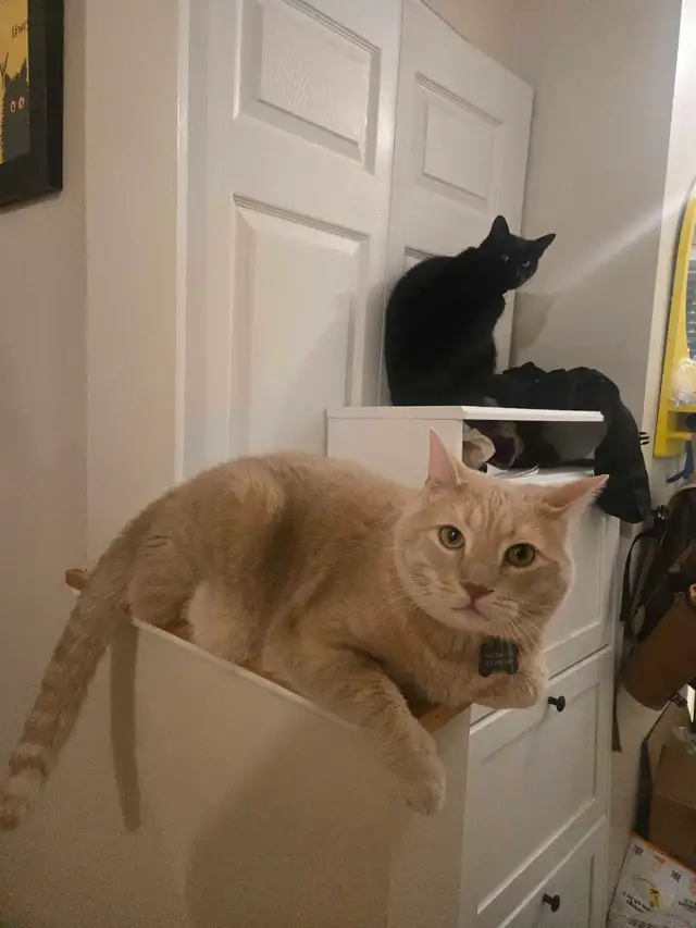 Private Pet Boarding Services Special only $28 - Photo 5