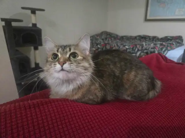 Private Pet Boarding Services Special only $28 - Photo 6