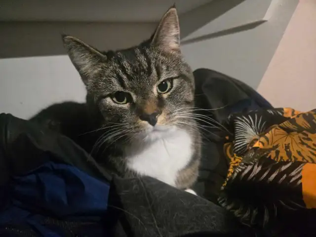 Private Pet Boarding Services Special only $28 - Photo 7