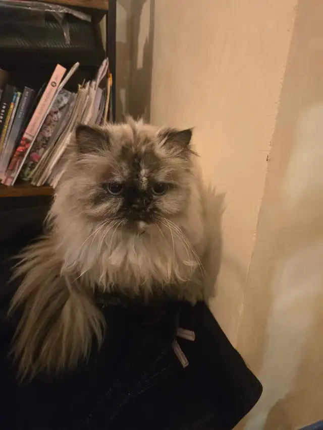 Private Pet Boarding Services Special only $28 - Photo 8