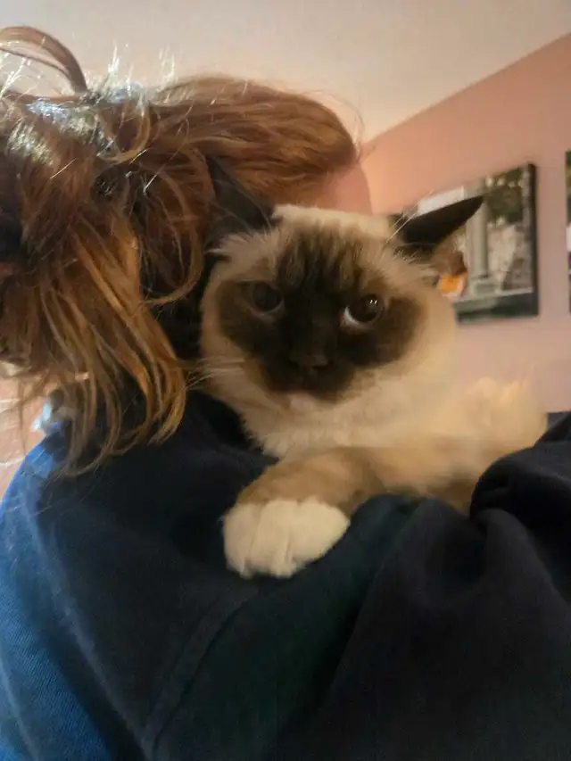 Private Pet Boarding Services Special only $28 - Photo 9