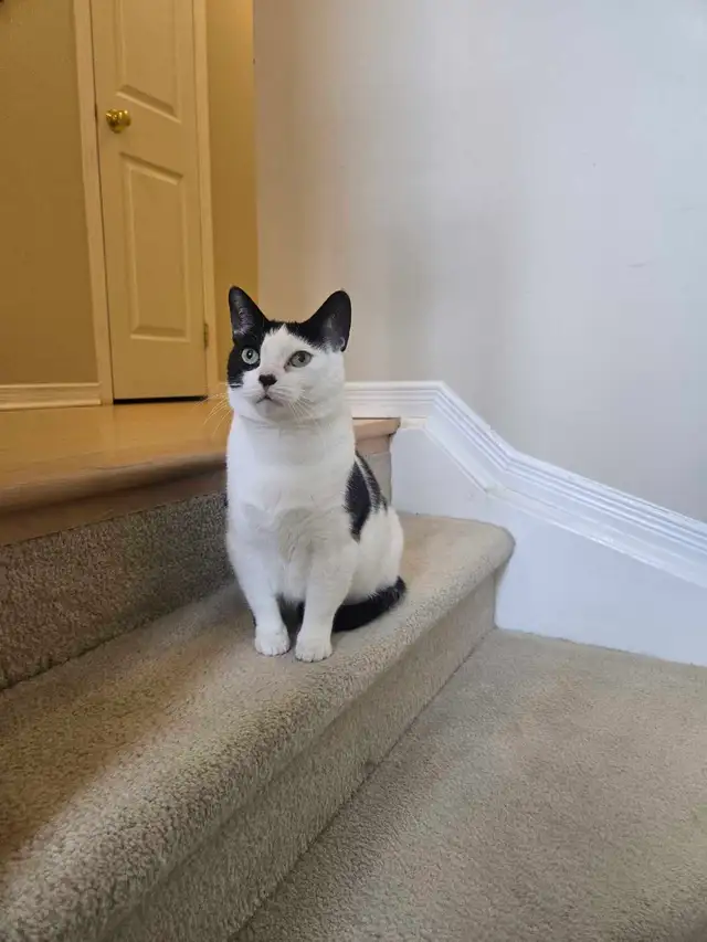 Private Pet Boarding Services Special only $28 - Photo 10