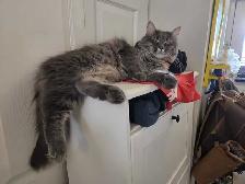 Private pet boarding services only $28 per day!