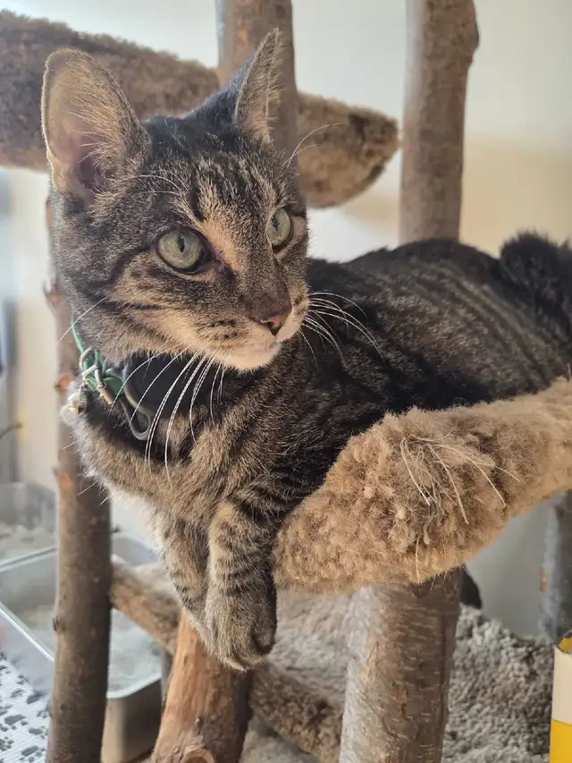 Private pet boarding services only $28 per day! - Photo 2