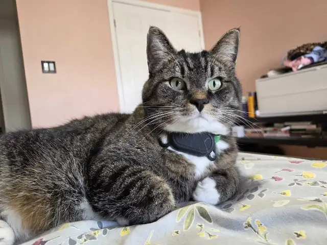 Private pet boarding services only $28 per day! - Photo 3