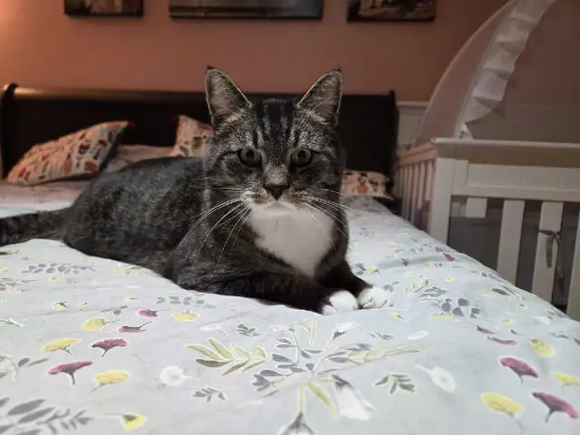 Private pet boarding services only $28 per day! - Photo 5