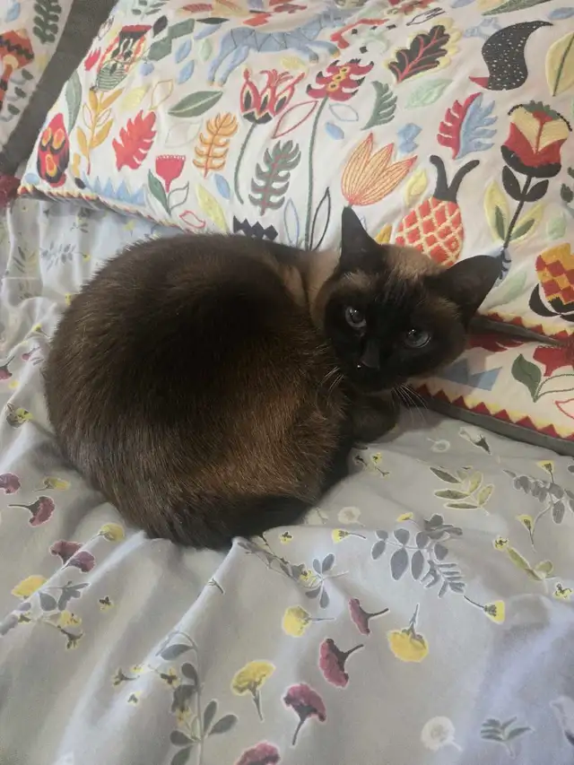 Private pet boarding services only $28 per day! - Photo 6