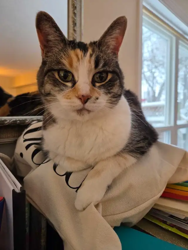 Private pet boarding services only $28 per day! - Photo 8