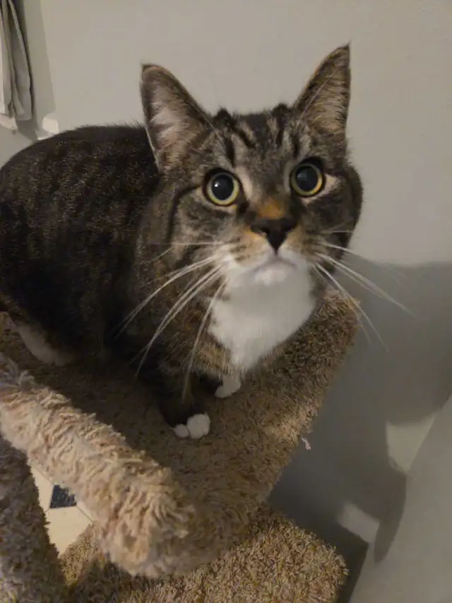 Private pet boarding services only $28 per day! - Photo 9