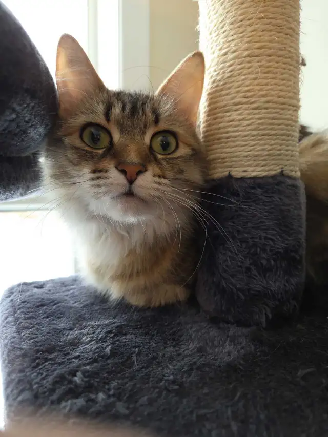 Private pet boarding services only $28 per day! - Photo 10