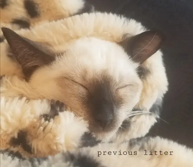 One female siamese ready now! - Photo 2