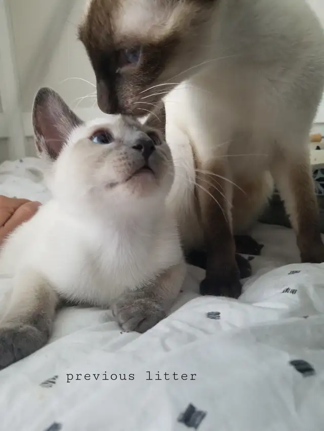 One female siamese ready now! - Photo 4