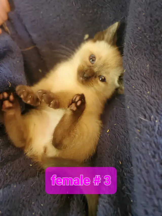 One female siamese ready now! - Photo 5