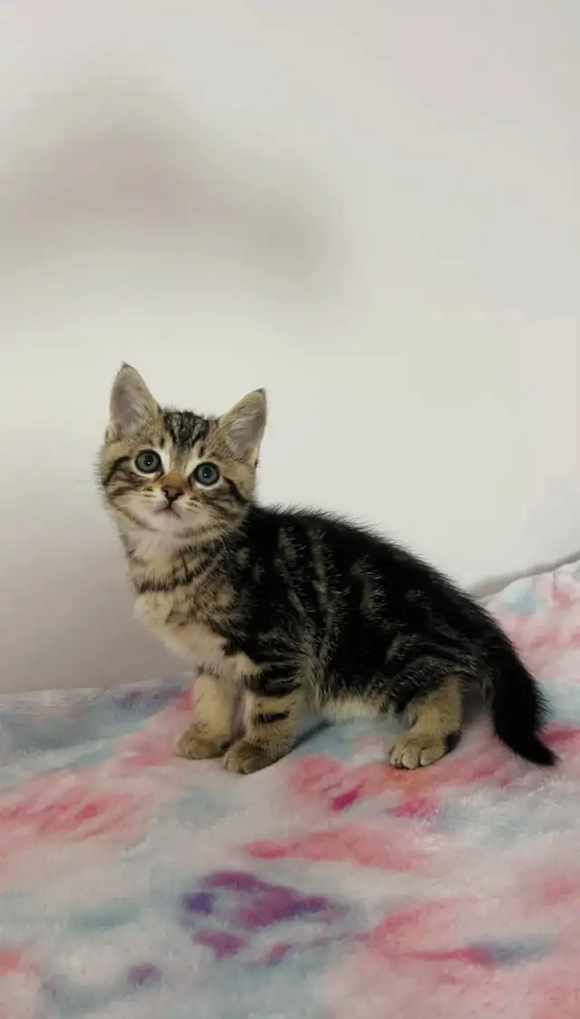 bengal Marble male kitten ready to go - Photo 5