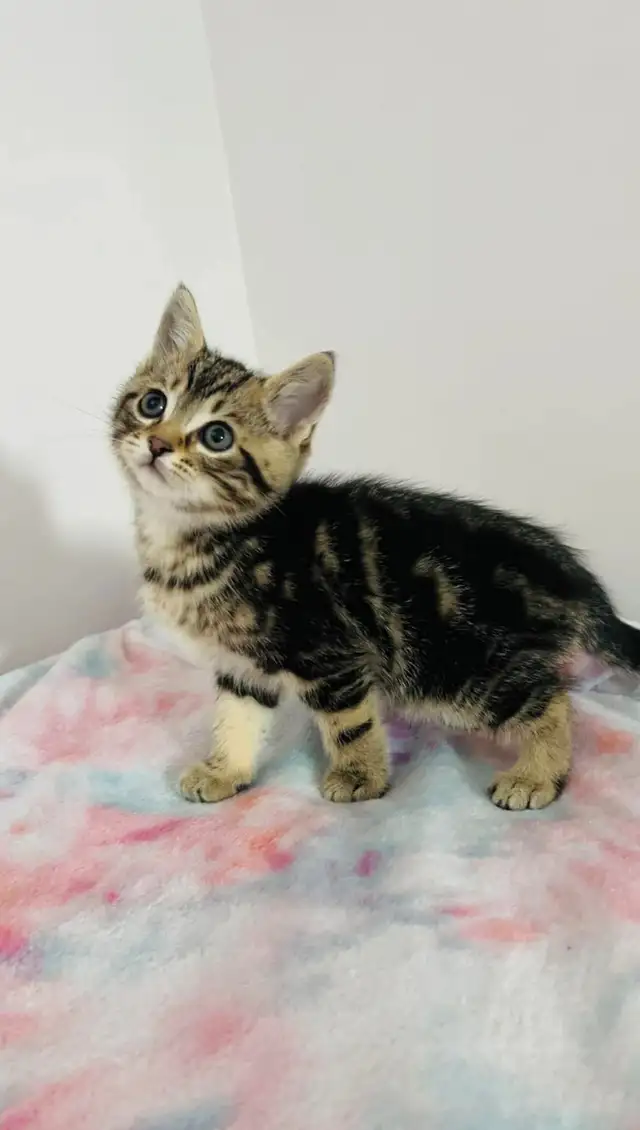 bengal Marble male kitten ready to go - Photo 10