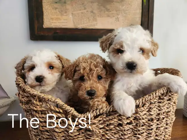 Beautiful Bichonpoo Puppies!