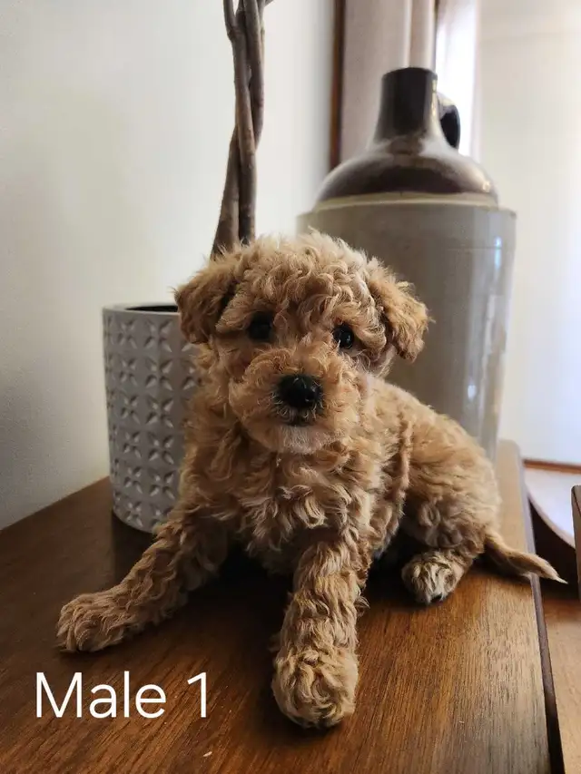 Beautiful Bichonpoo Puppies! - Photo 2