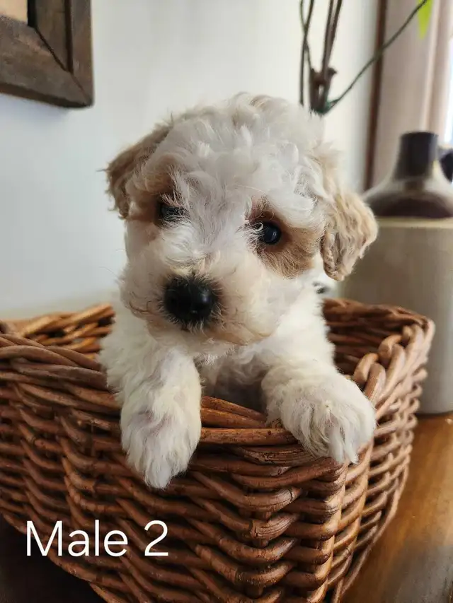 Beautiful Bichonpoo Puppies! - Photo 3