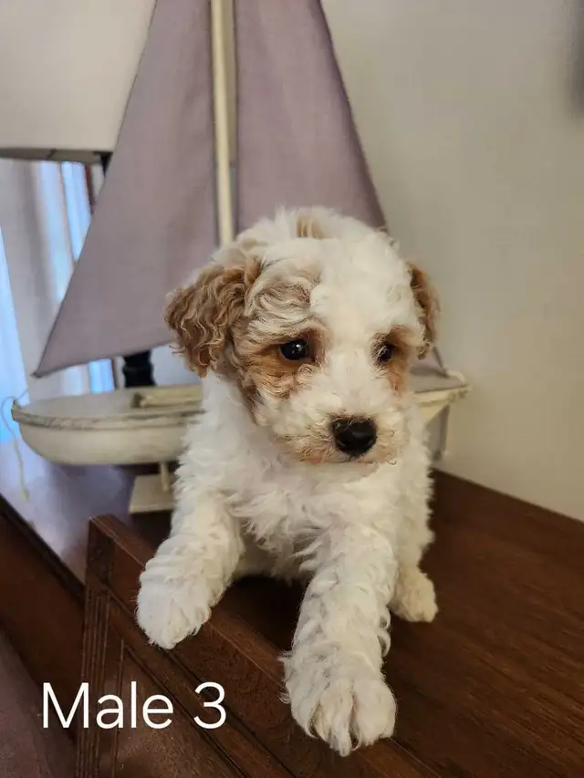 Beautiful Bichonpoo Puppies! - Photo 4