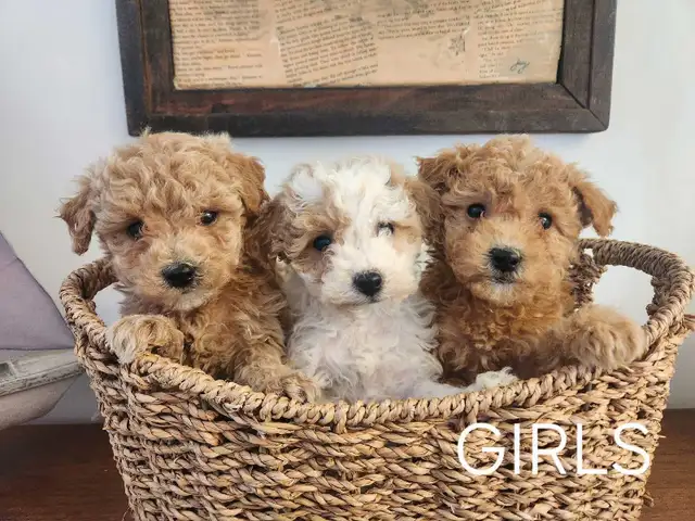 Beautiful Bichonpoo Puppies! - Photo 5