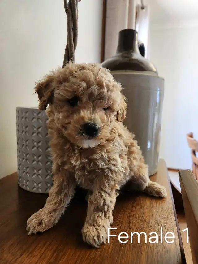 Beautiful Bichonpoo Puppies! - Photo 6