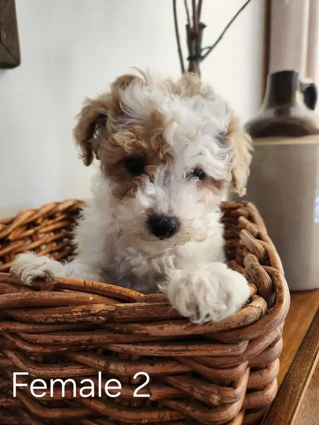 Beautiful Bichonpoo Puppies! - Photo 7