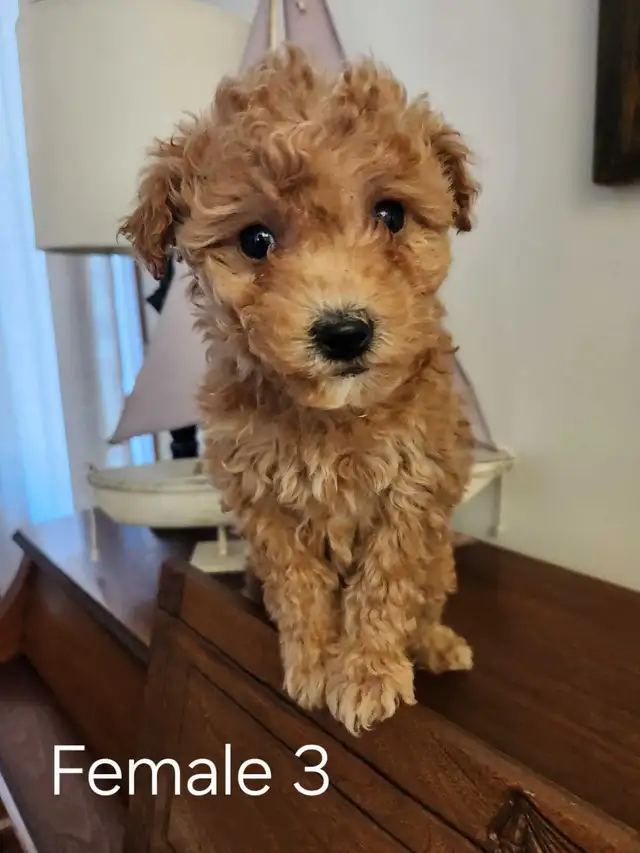 Beautiful Bichonpoo Puppies! - Photo 8