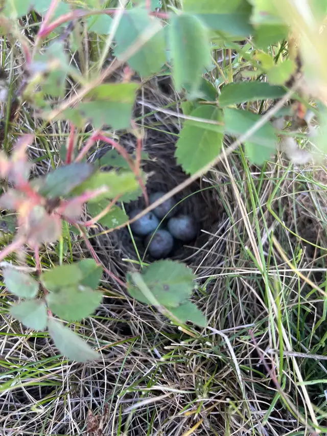 Delicious protein - Photo 5