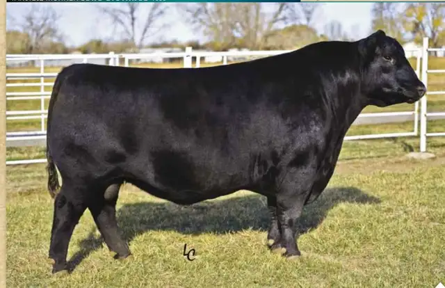 Ai Supplies Black Angus Bulls
