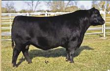 Ai Supplies Black Angus Bulls